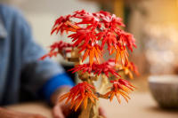 LEGO set 10348-1 Japanese Red Maple Bonsai Tree - Image 11