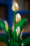 LEGO set 11504-1 Peace Lily - Image 5