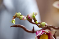 LEGO set 11510-1 Magnolia Branches - Image 5