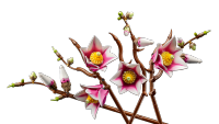 LEGO set 11510-1 Magnolia Branches - Image 14