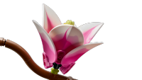 LEGO set 11510-1 Magnolia Branches - Image 15