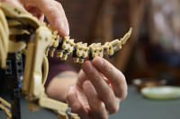 LEGO set 77985-1 Dinosaur Fossils: Triceratops - Image 17